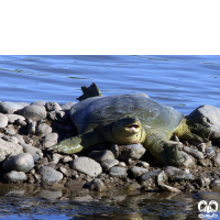 گونه لاکپشت فراتی Mesopotamian Softshell Turtle